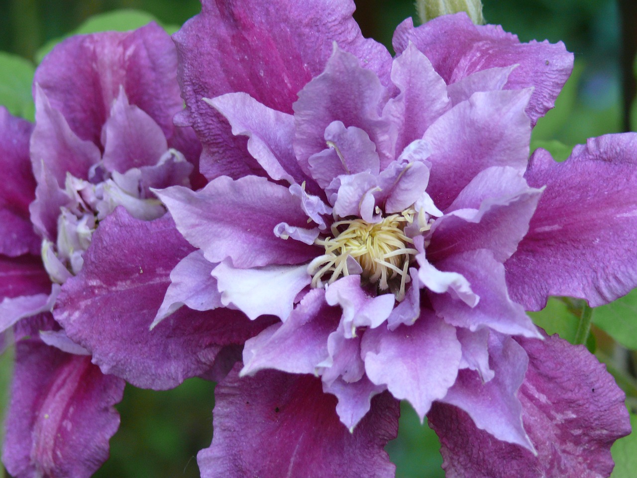 clematis purple blossom free photo