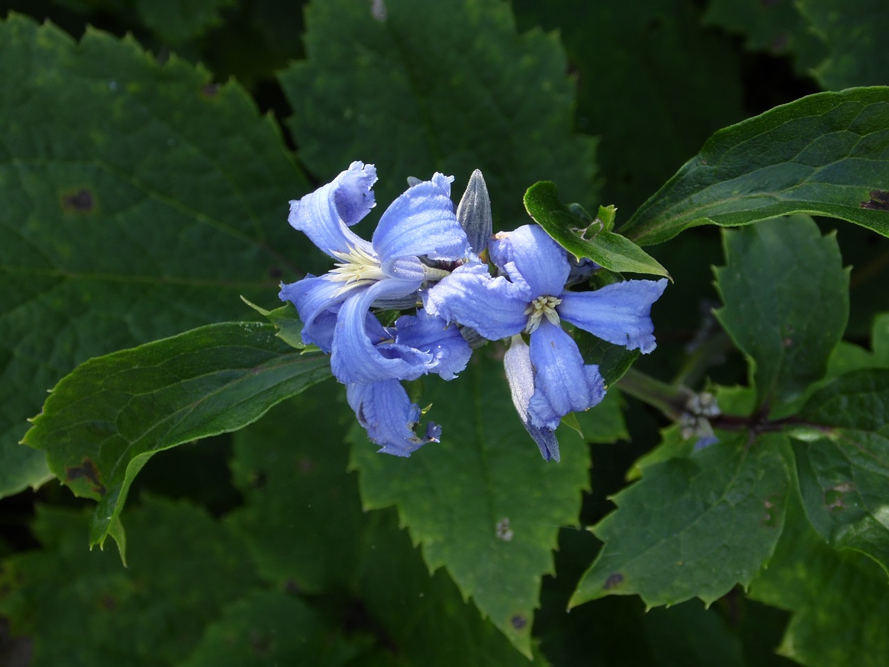 clematis shrub plant free photo