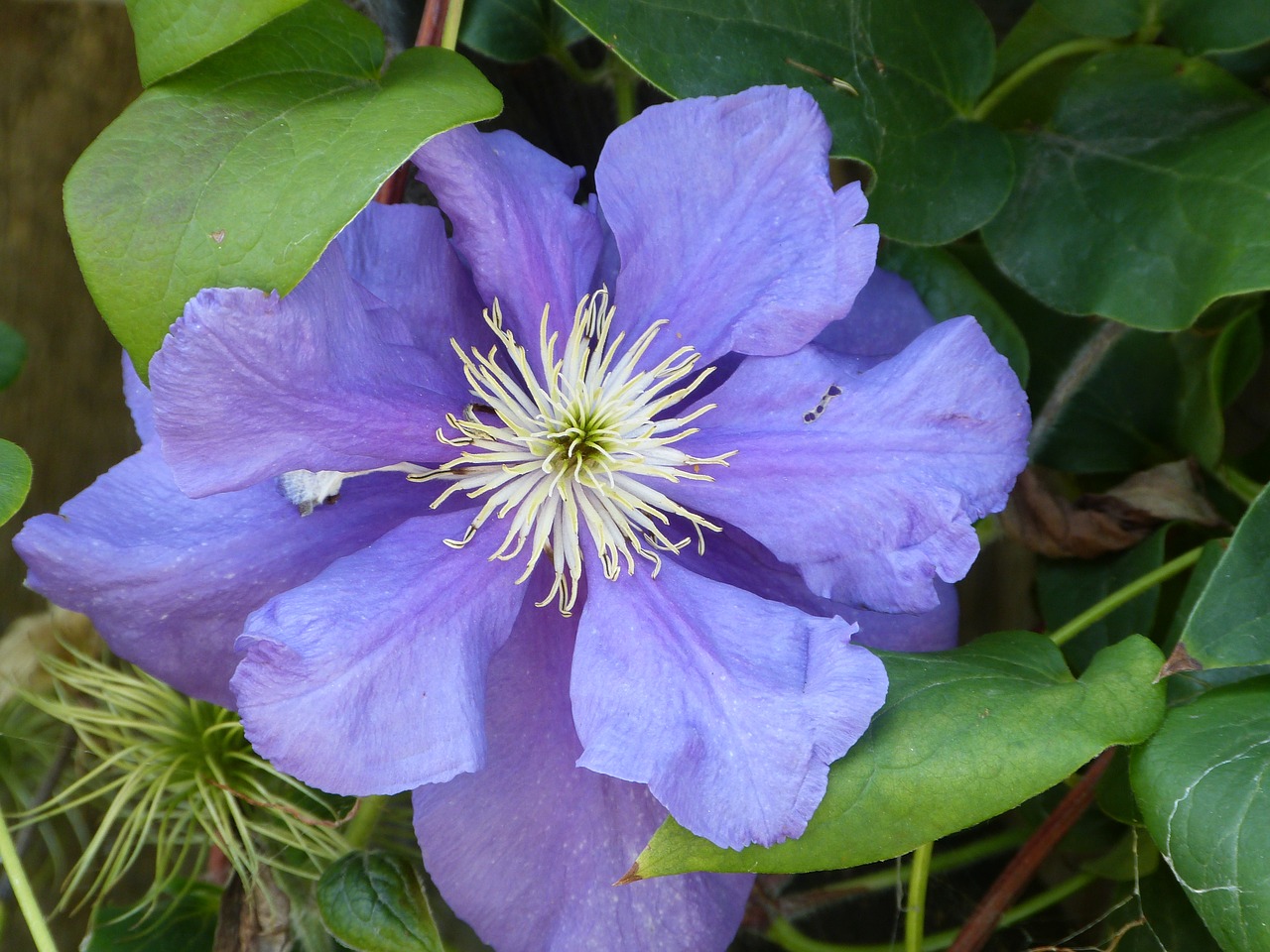 clematis flower flora free photo