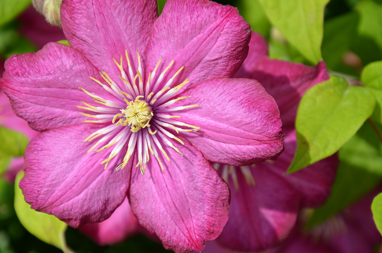 clematis blossom bloom free photo