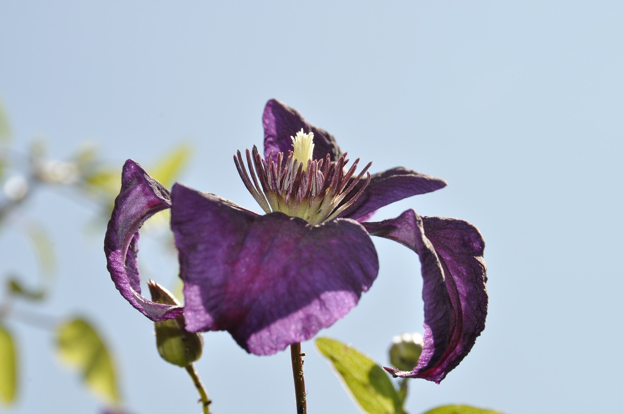 clematis purple blossom free photo