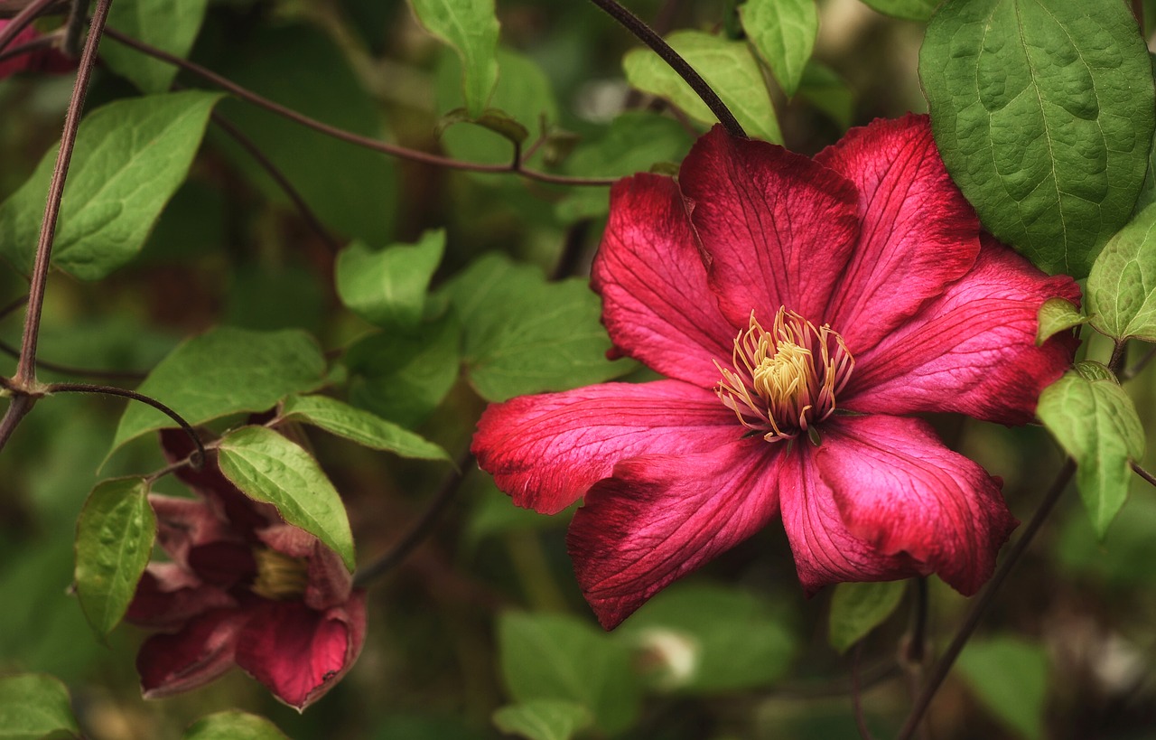 clematis plant flower free photo