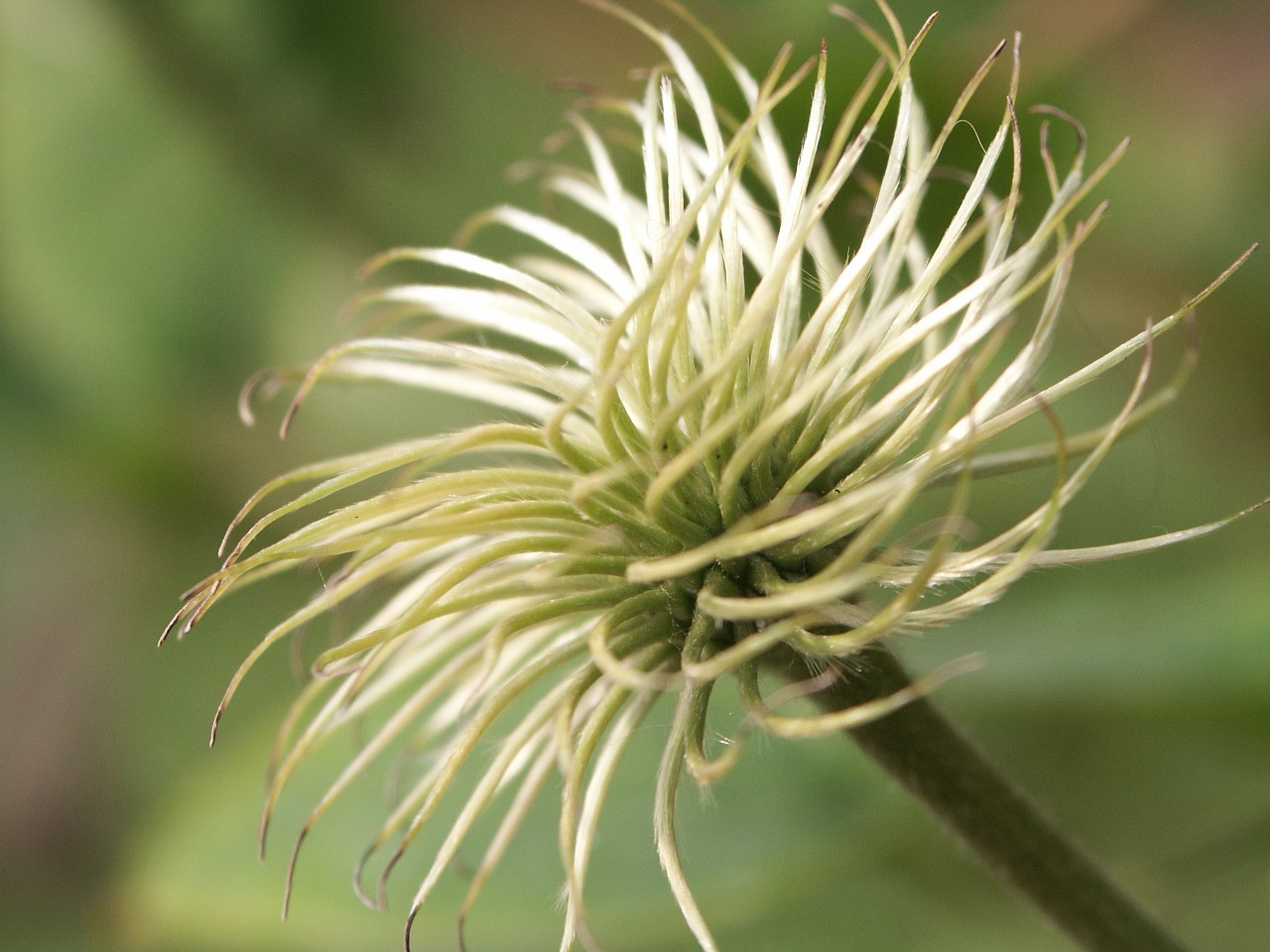 clematis white green free photo