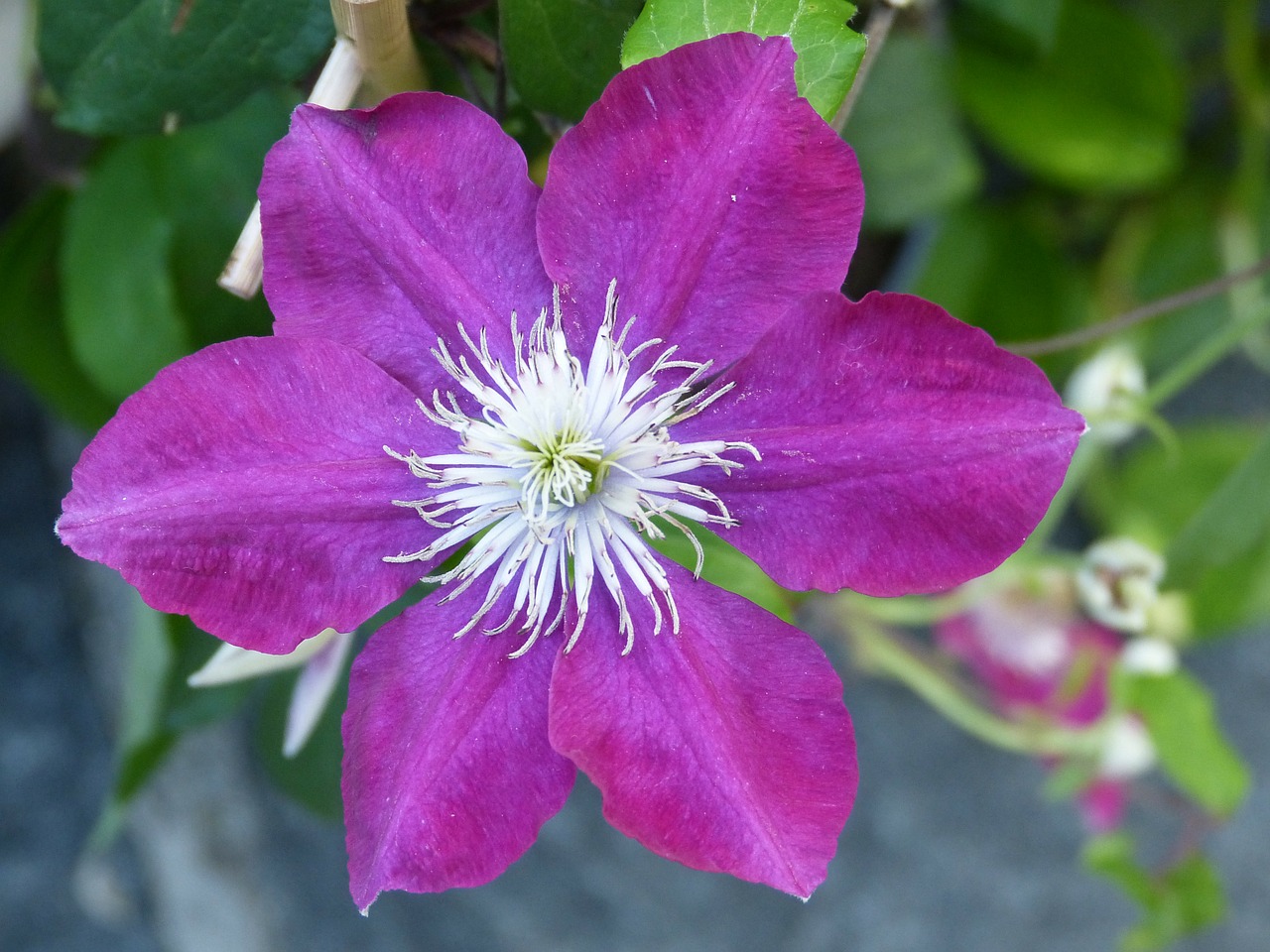 clematis flowers blossom free photo