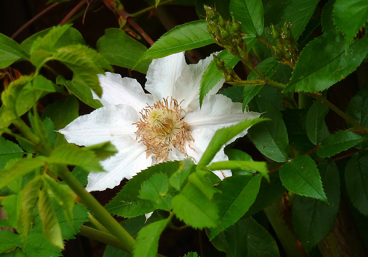 clematis hahnenfußgewächs prevalence rose free photo