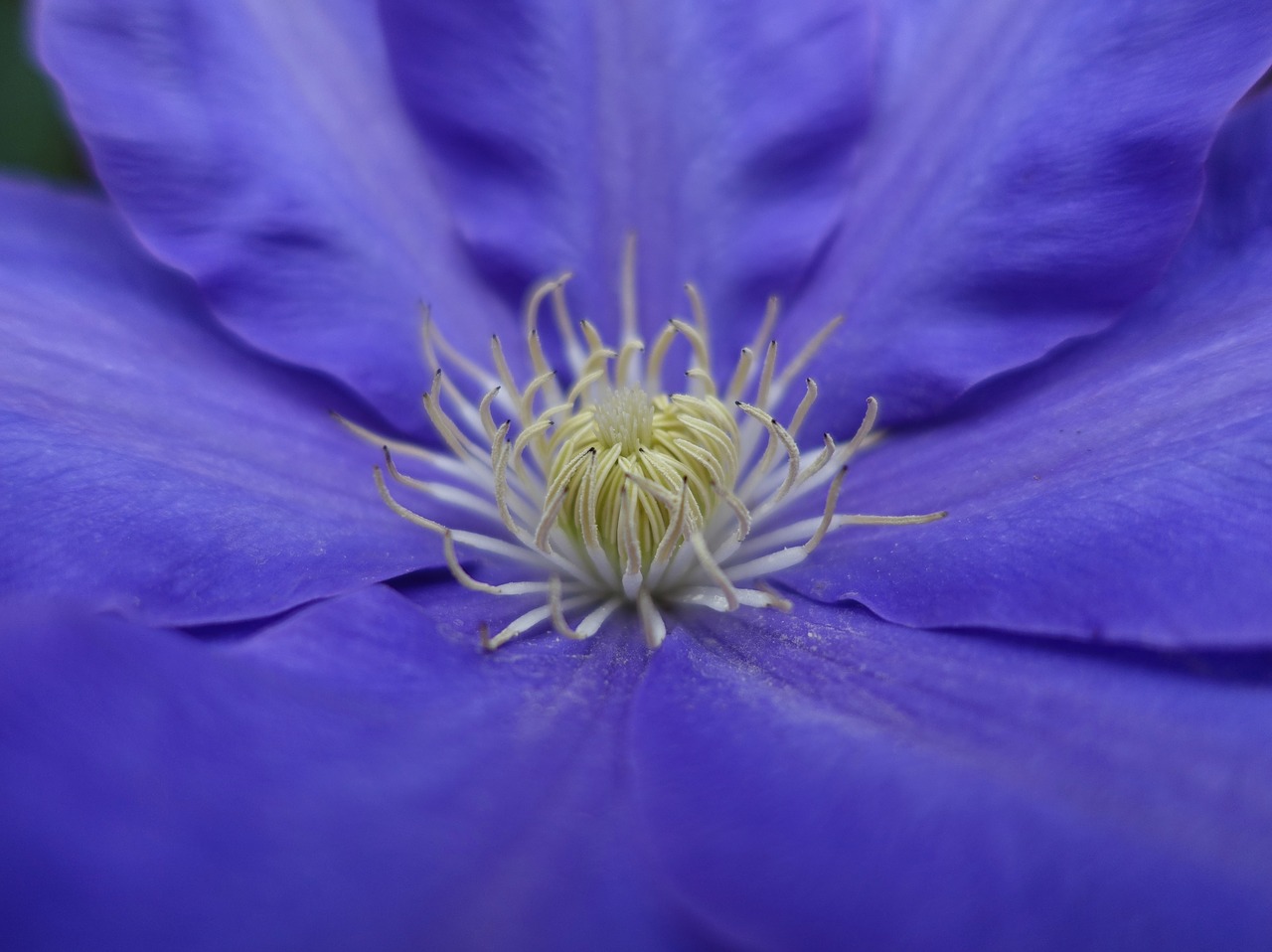 clematis bloom flower free photo