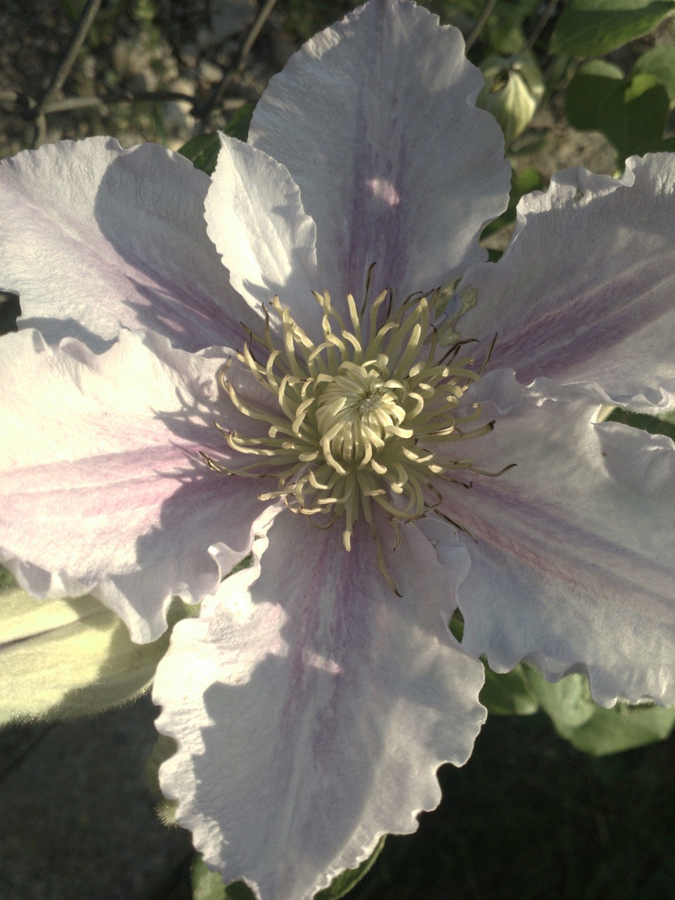 clematis trailer pink clematis free photo