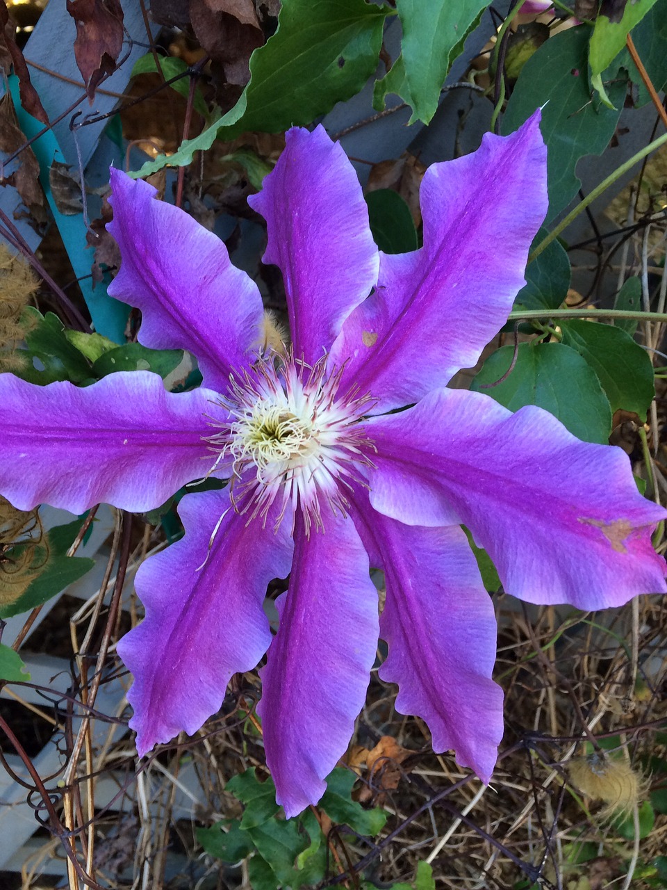 clematis purple flower flowering vine free photo