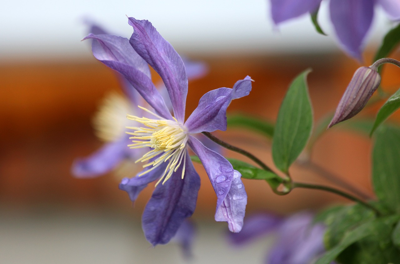 clematis purple clematis purple flower free photo