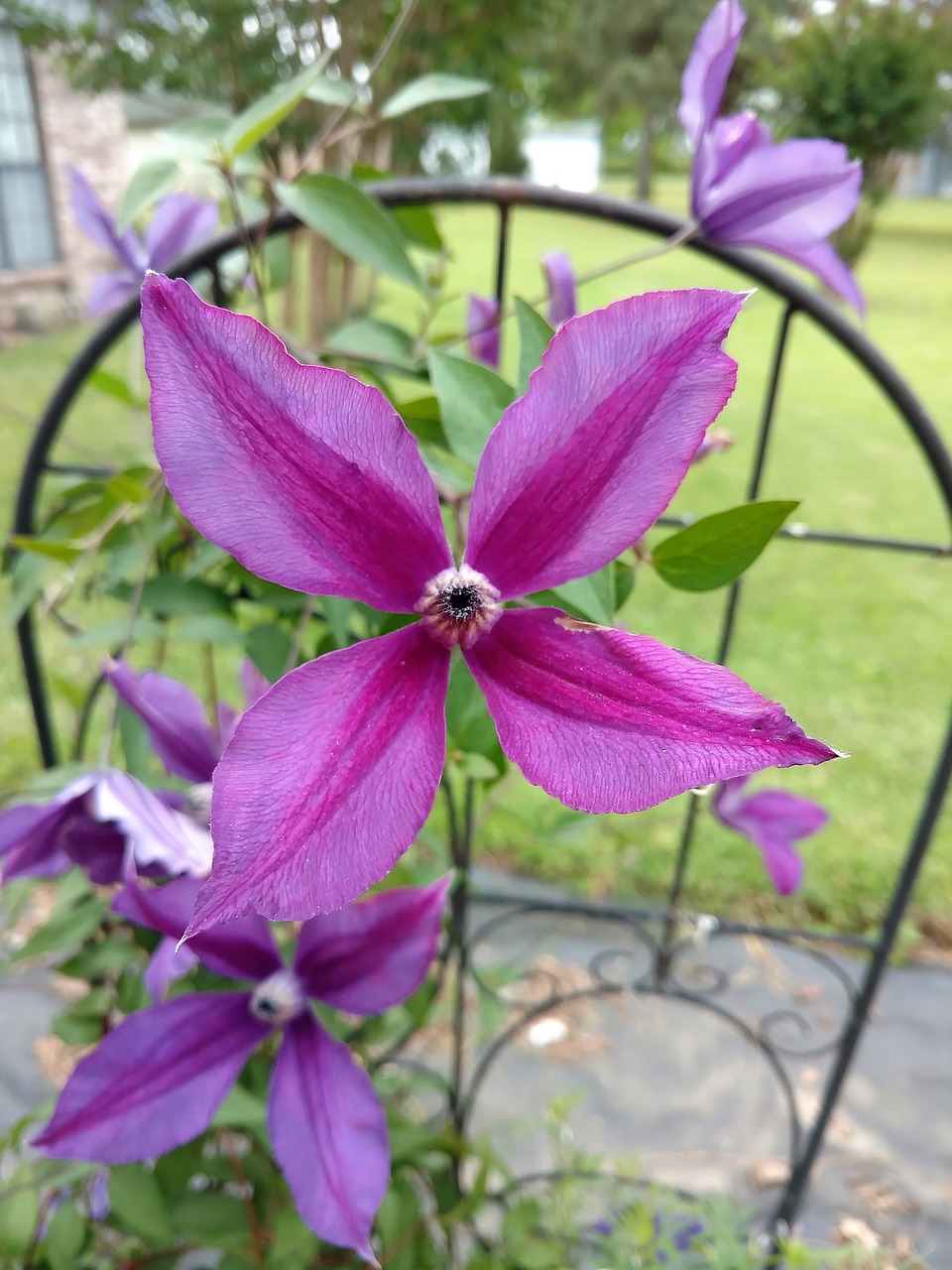 clematis purple flower bot free photo