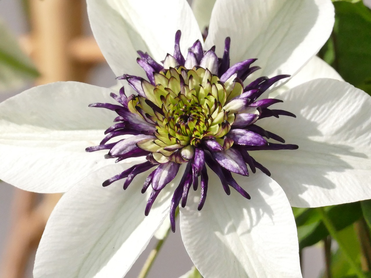 clematis plant blossom free photo