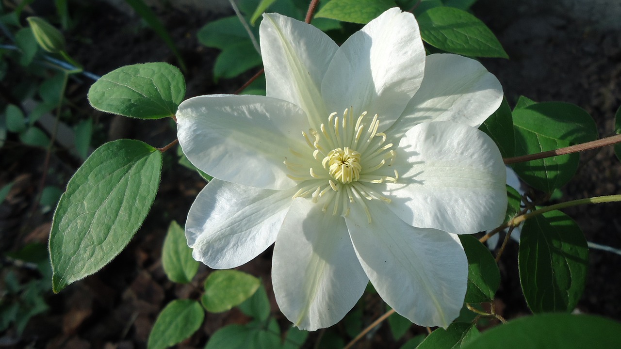 clematis guernsey cream free photo