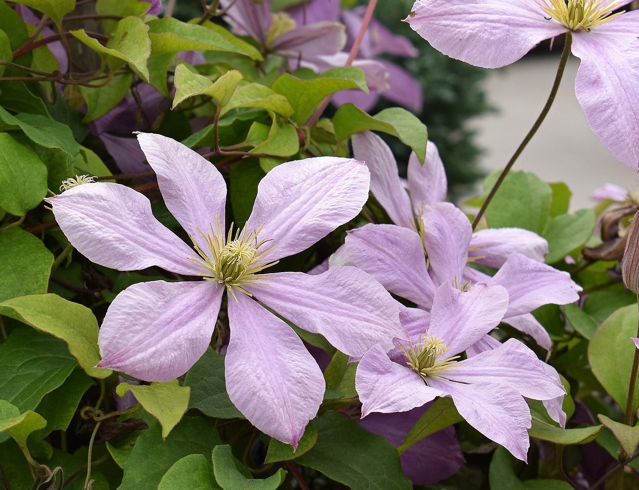 clematis flower blossom free photo