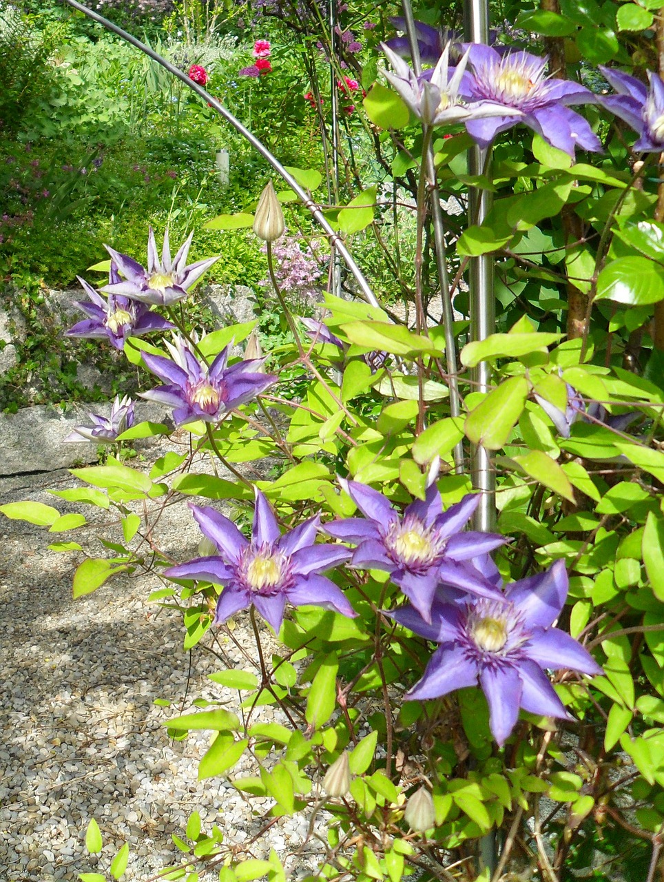 clematis flowers garden free photo