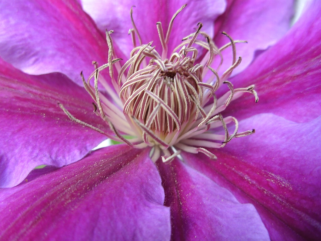 clematis blossom bloom free photo