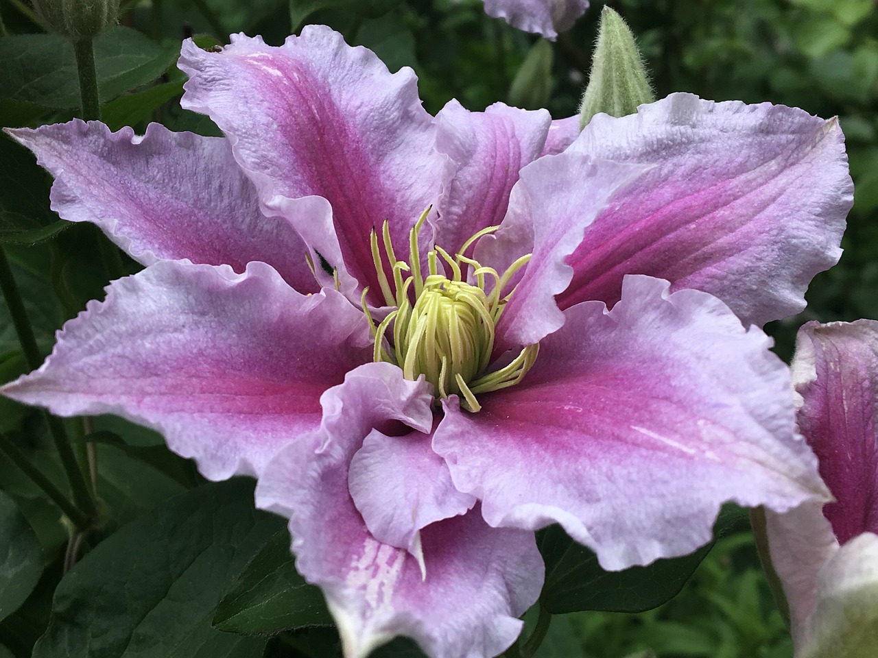 clematis blossom bloom free photo