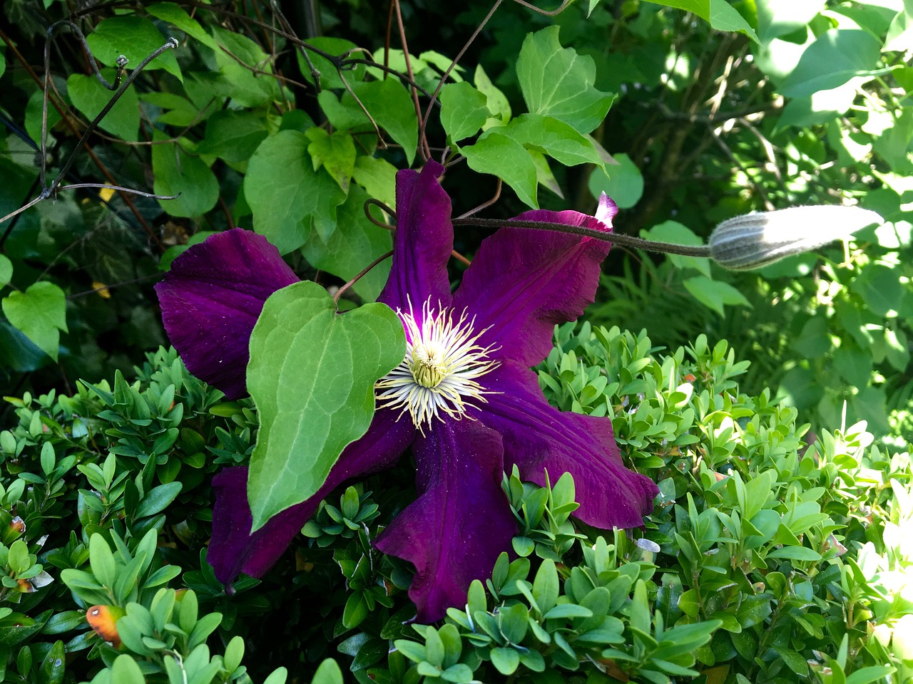 clematis purple bloom free photo