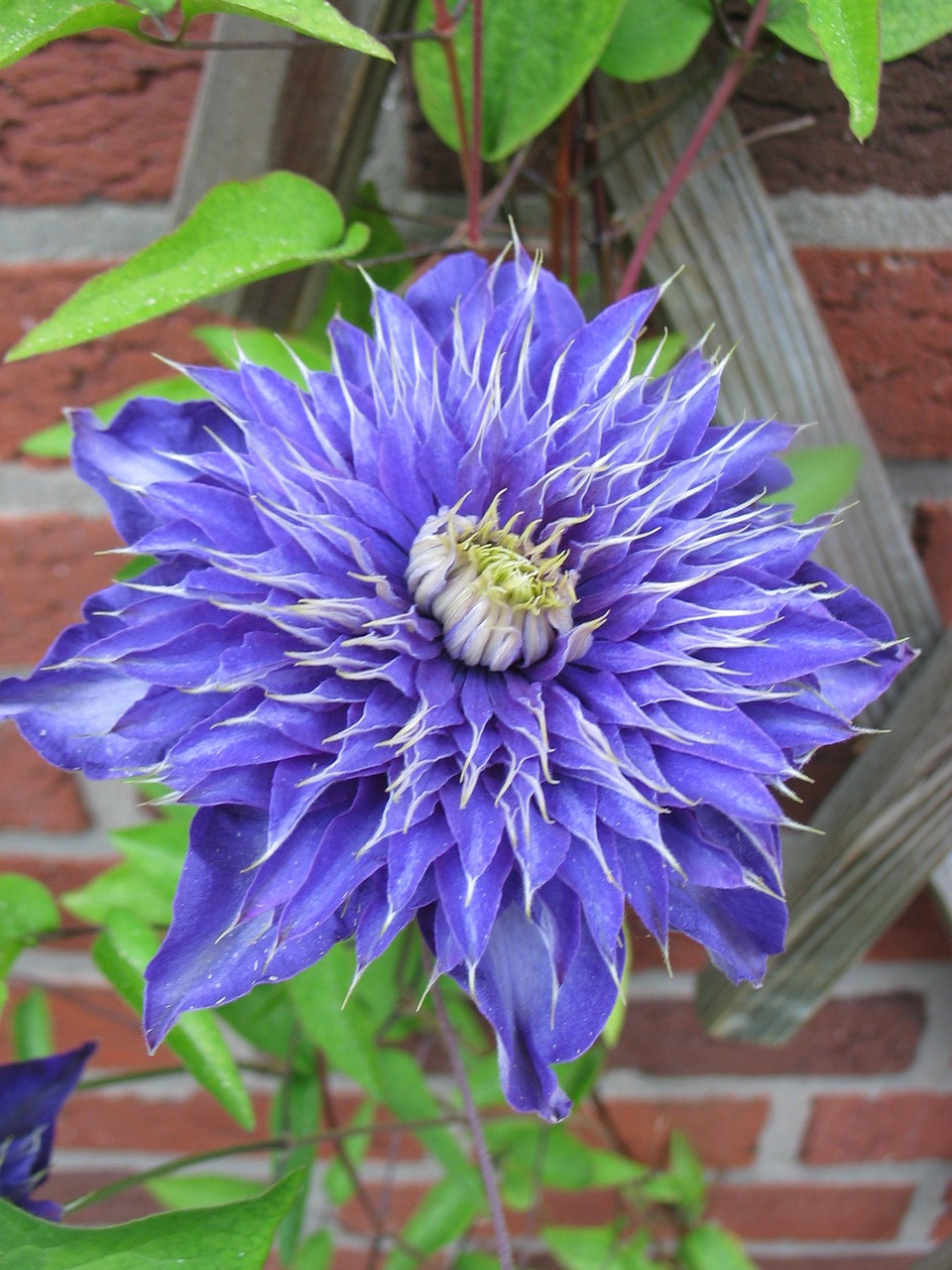 clematis violet blossom free photo