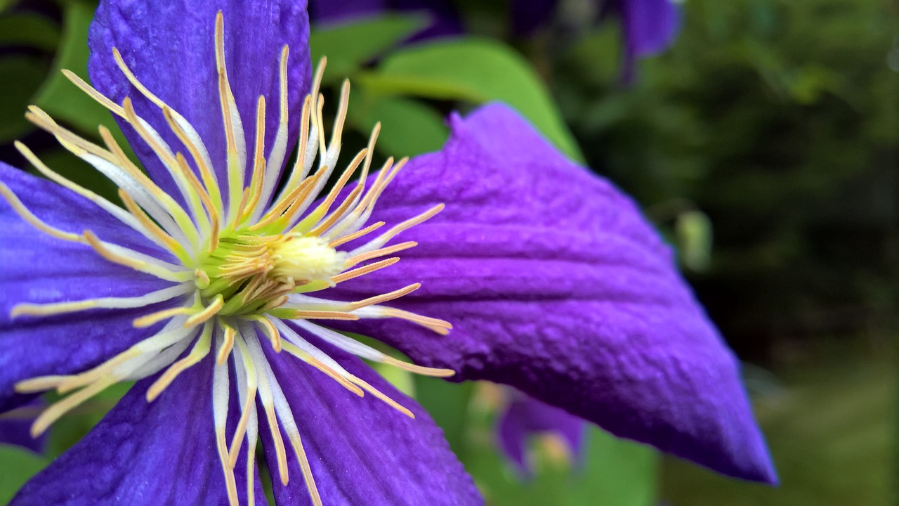 clematis purple blossom free photo