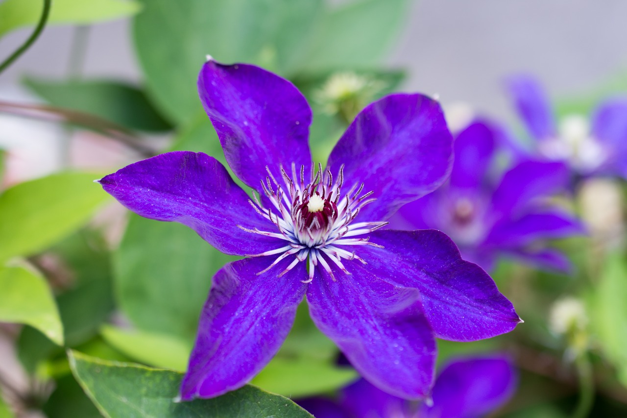 clematis viola flower free photo