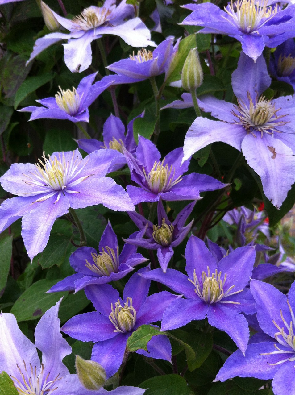 clematis garden creeper free photo