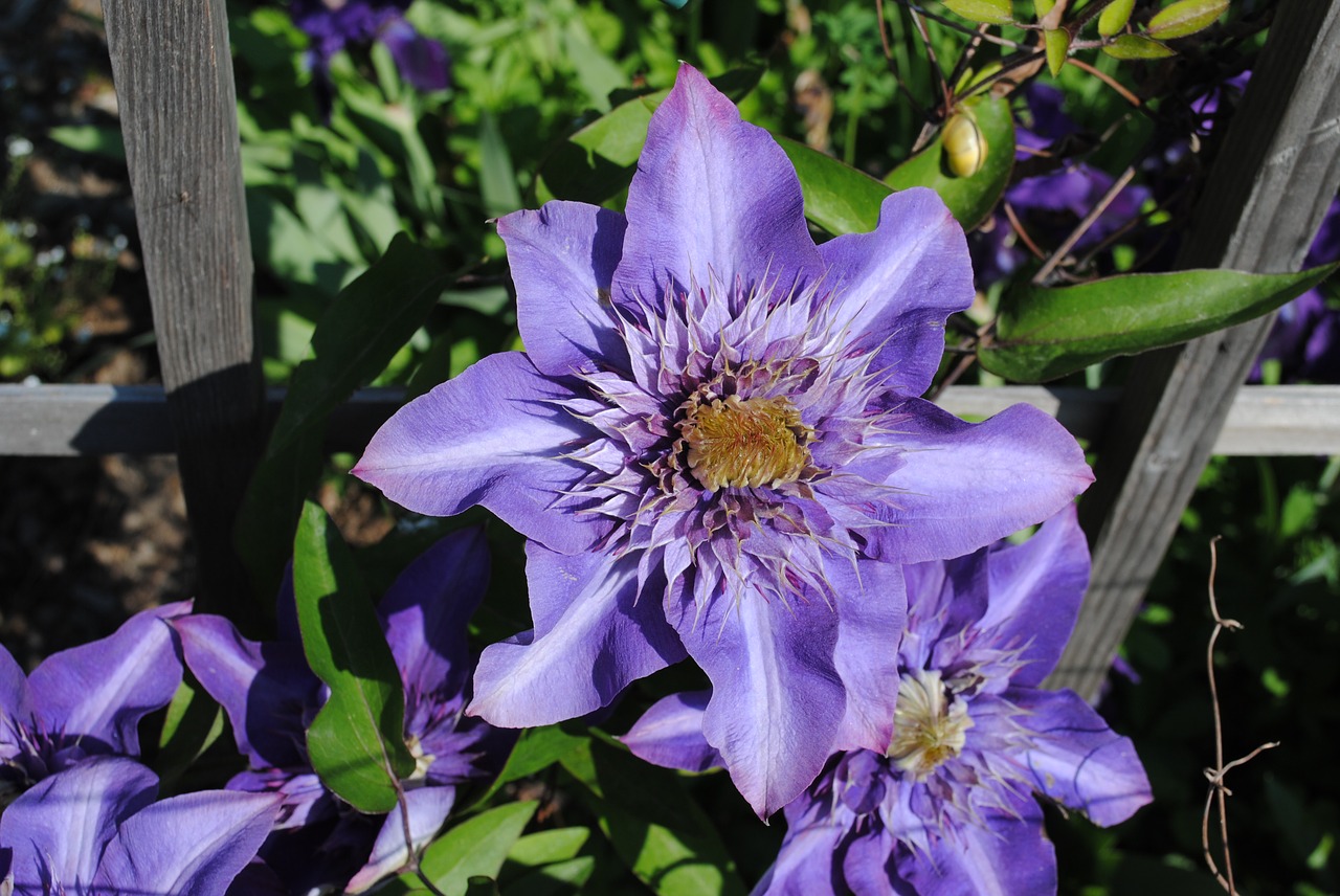 clematis violet flower free photo