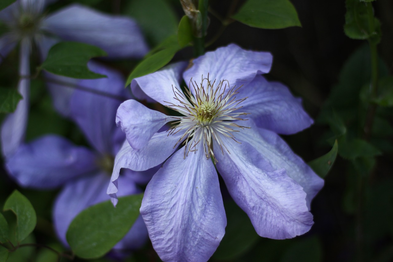 clematis blue plants free photo