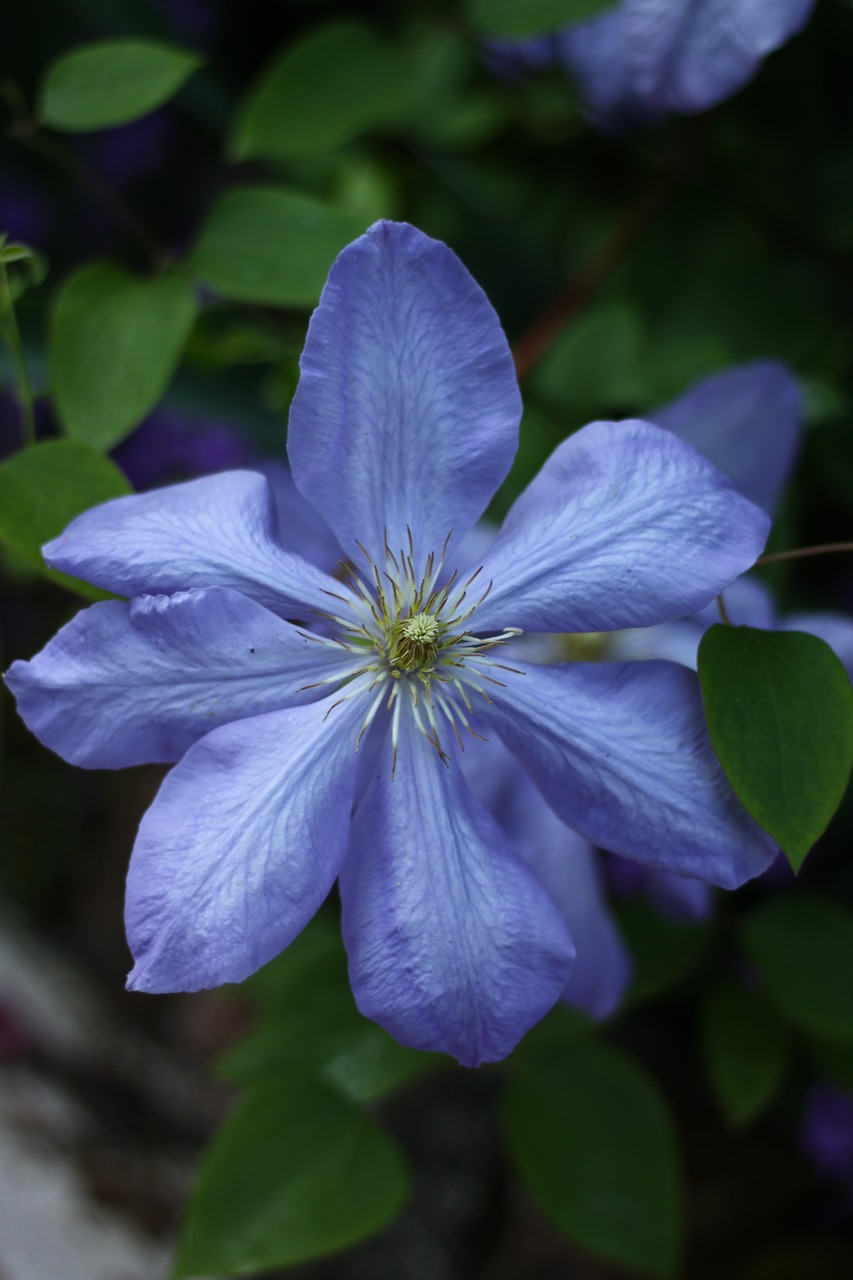 clematis blue plants free photo