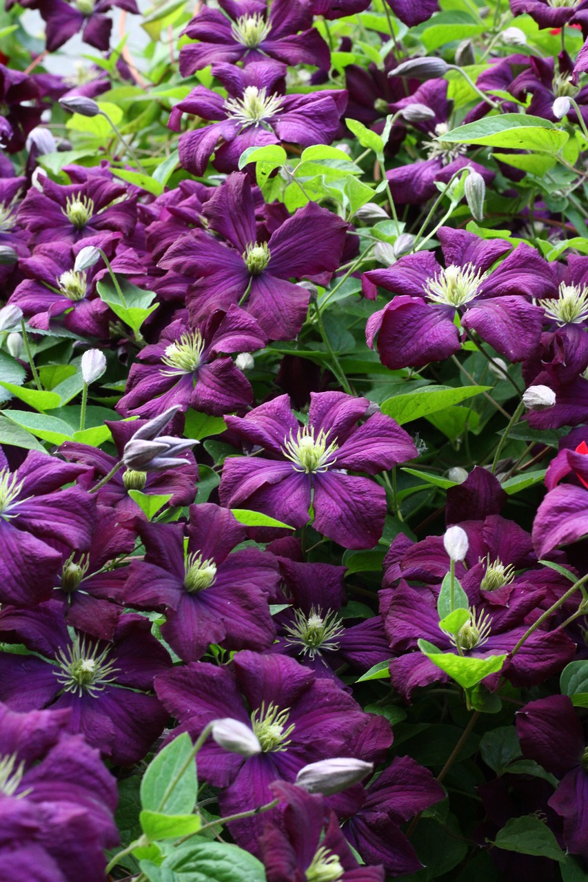 clematis violet plants free photo