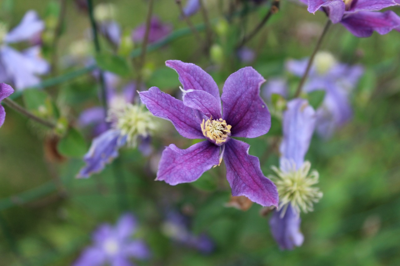 clematis flower violet free photo