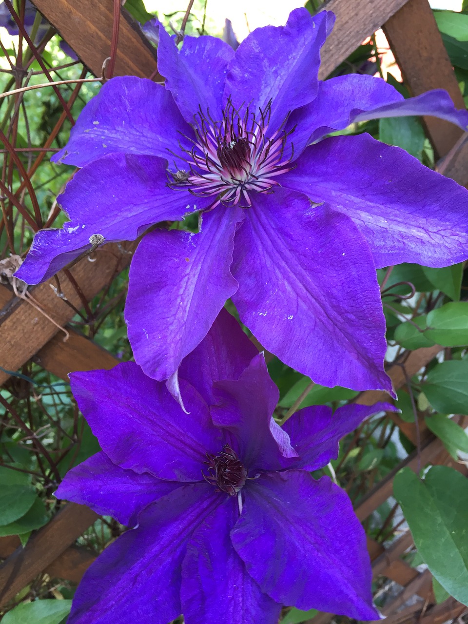 clematis flowers garden free photo