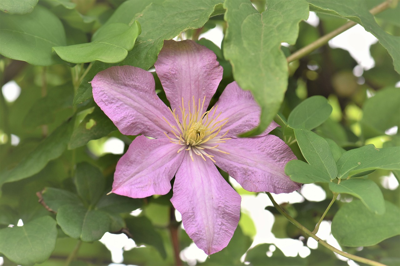 clematis pink flower free photo