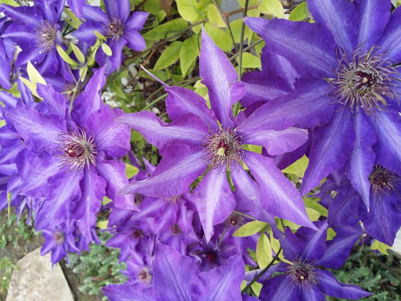 clematis flowers climber free photo