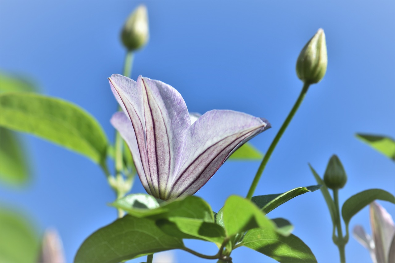 clematis flower blossom free photo