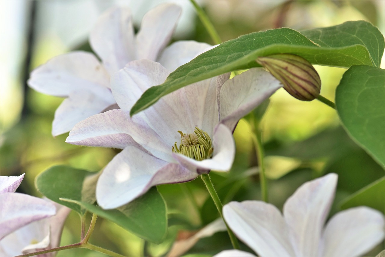 clematis flower blossom free photo