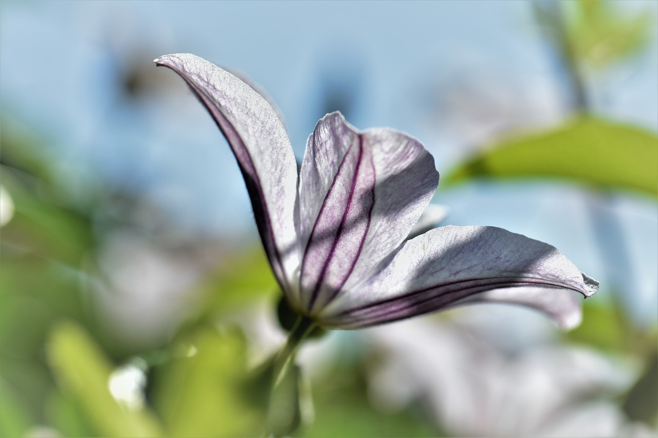 clematis flower blossom free photo