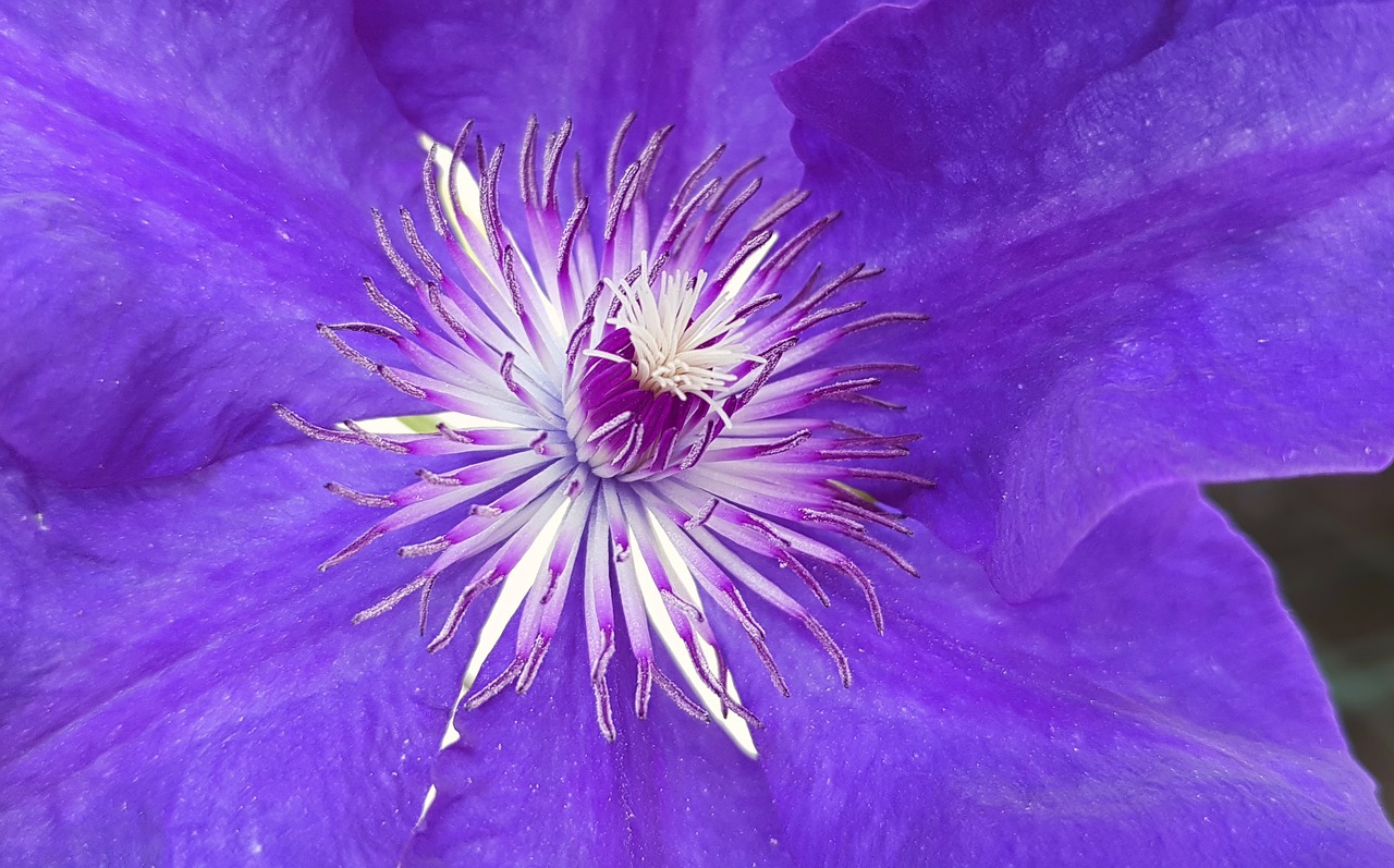 clematis climber blossom free photo