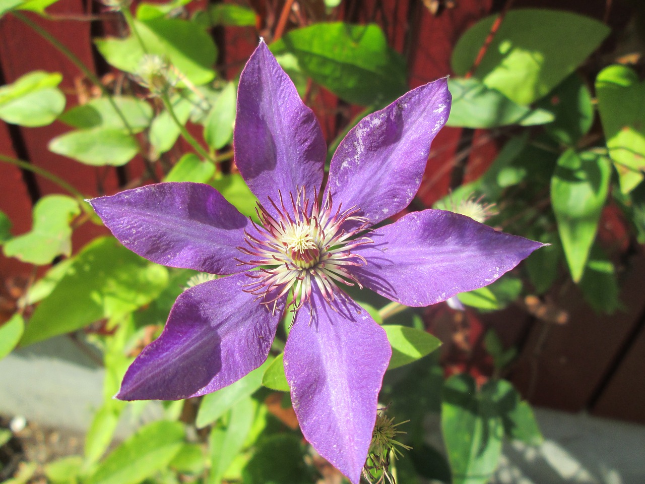 clematis blue purple free photo