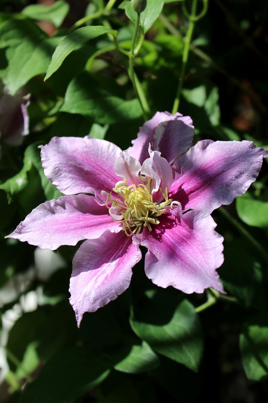 clematis flower light and shadow free photo