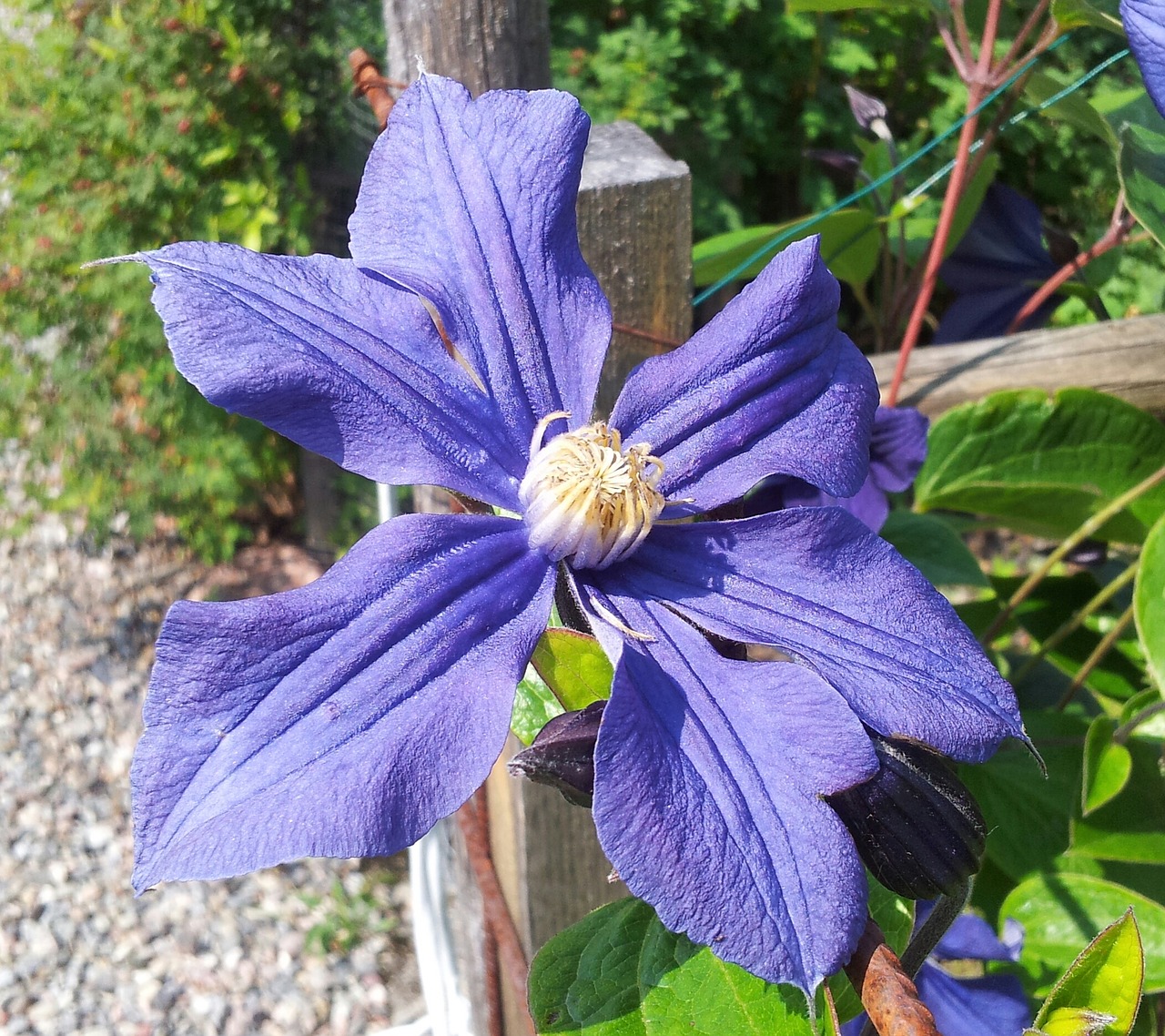 clematis blue blue clematis free photo
