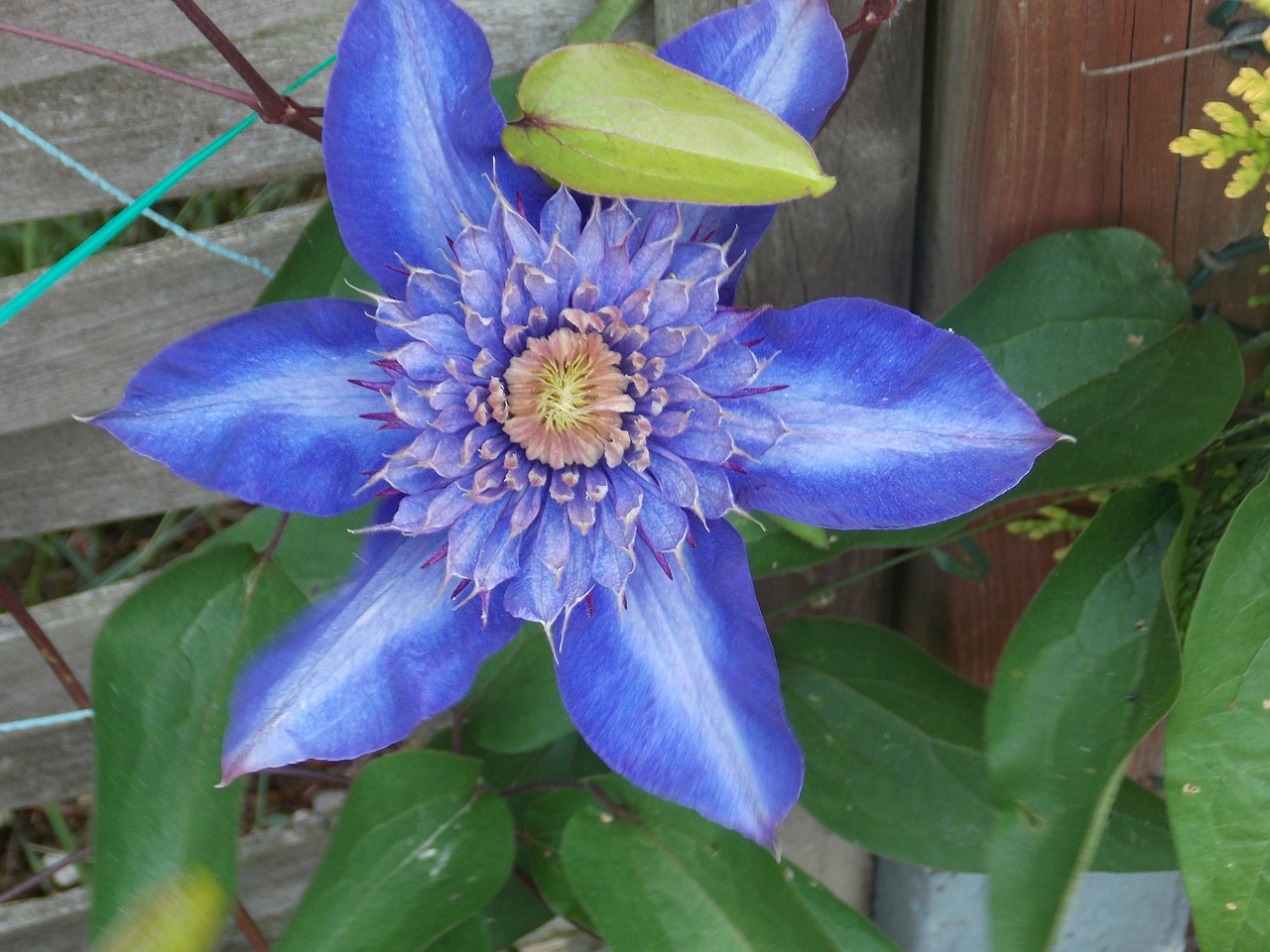 clematis plant flower free photo