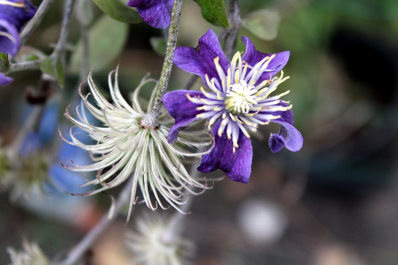 clematis ornamental plants plant a garden free photo