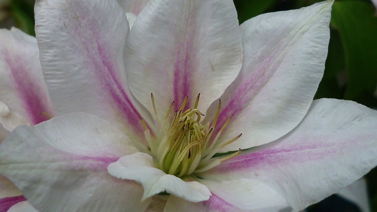 clematis flower rangt free photo