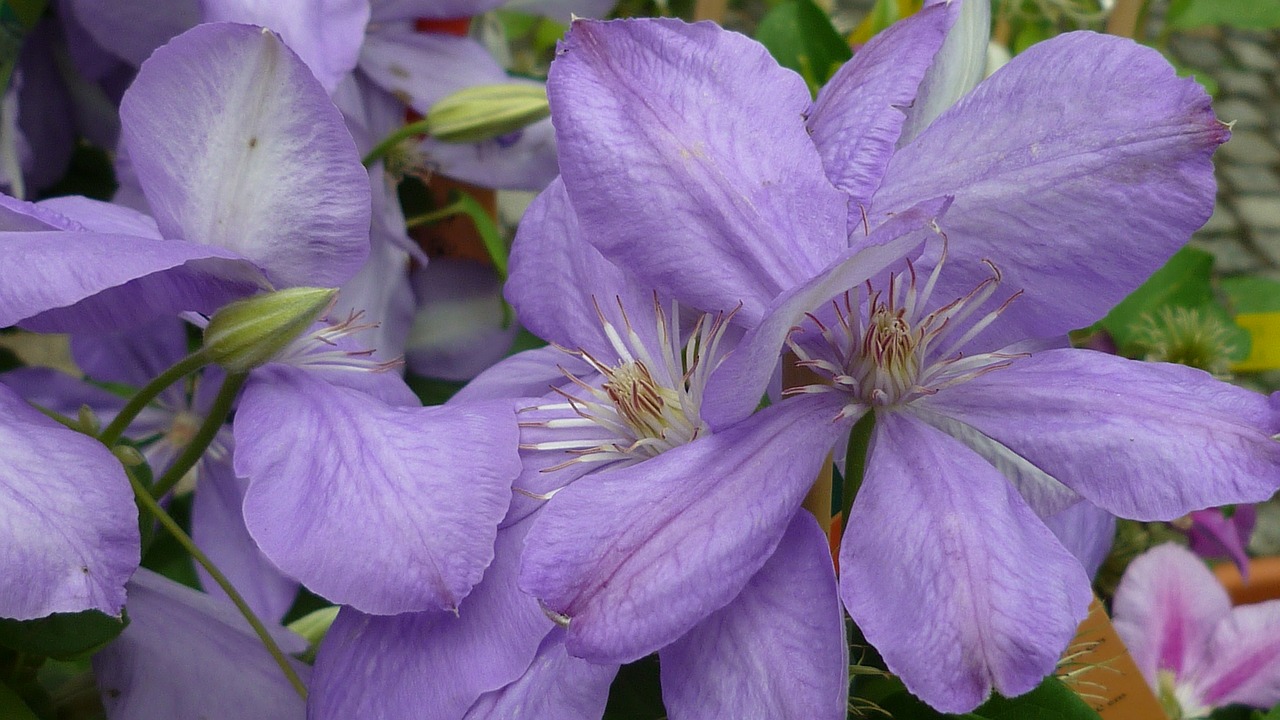 clematis flower rank plant free photo