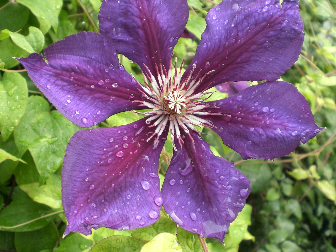 clematis drip blossom free photo