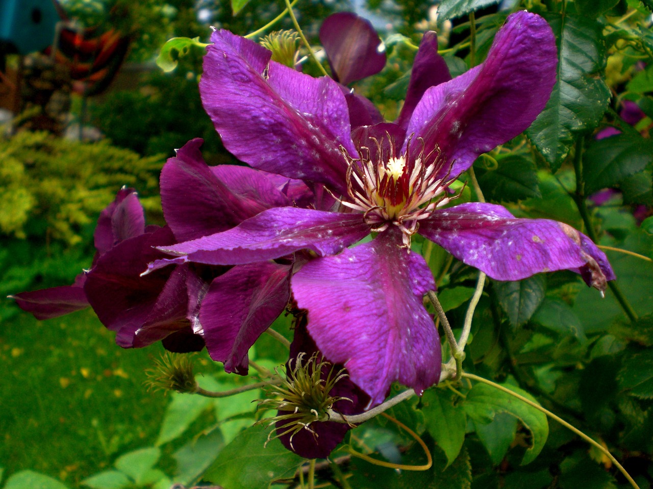 clematis blossom bloom free photo