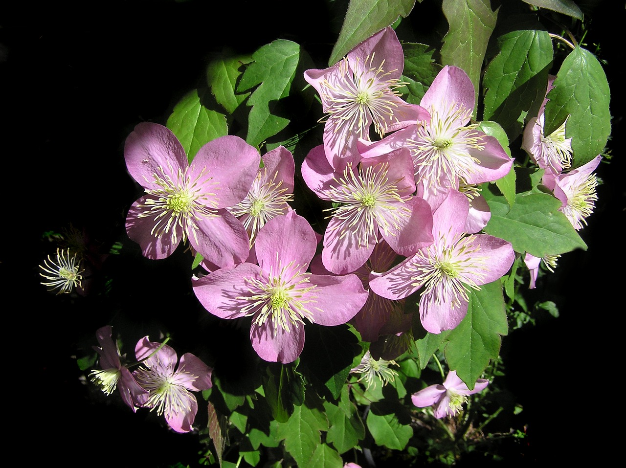 clematis pink climber free photo