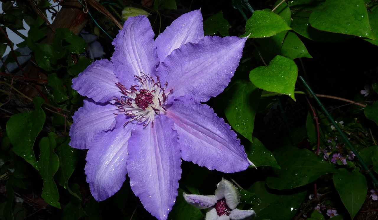 clematis purple flower free photo
