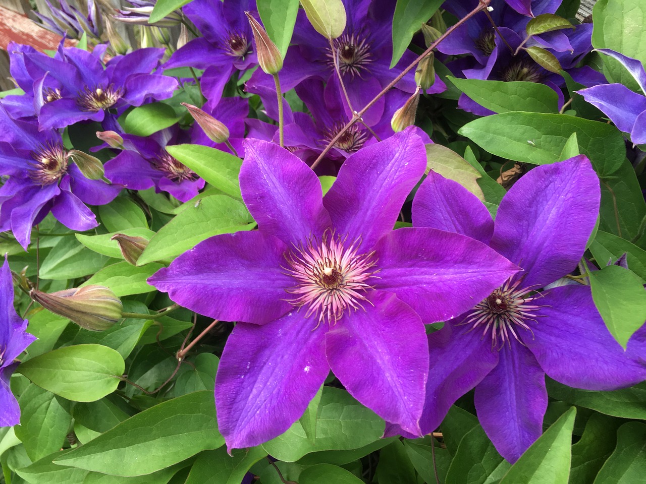 clematis plant flower free photo