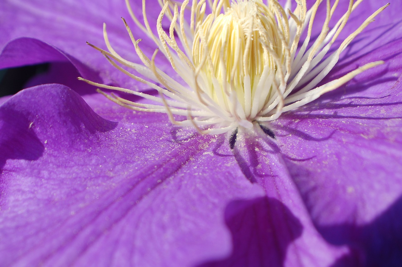 clematis flower purple free photo